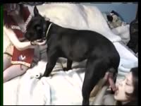 Brunette giving blowjob to black dog's cock